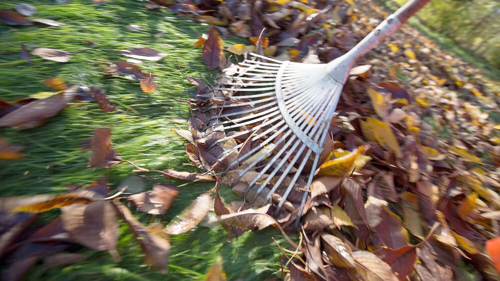 In einigen Städten und Gemeinden kann Herbstlaub kostenlos abgegeben werden. Foto: dpa/Florian Schuh