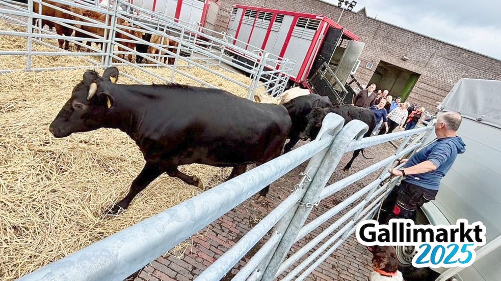 Traditionell beginnt der Auftrieb am Dienstagnachmittag vor dem Gallimarkt. Foto: Klaus Ortgies