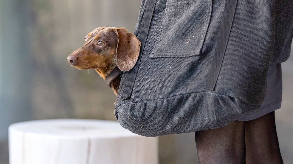 Die Haltung eines Hundes geht ins Geld. (Symbolbild) Foto: Rolf Vennenbernd