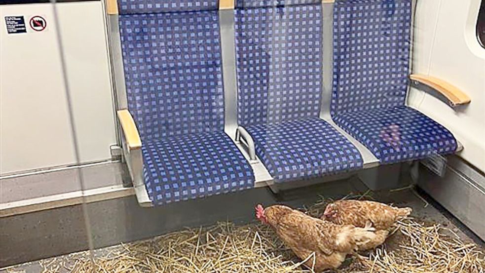„Die Eier sind 1. Klasse“, schrieb die Deutsche Bahn auf Instagram zu den zurückgelassenen Hühnern. Foto: -/Deutsche Bahn AG/dpa