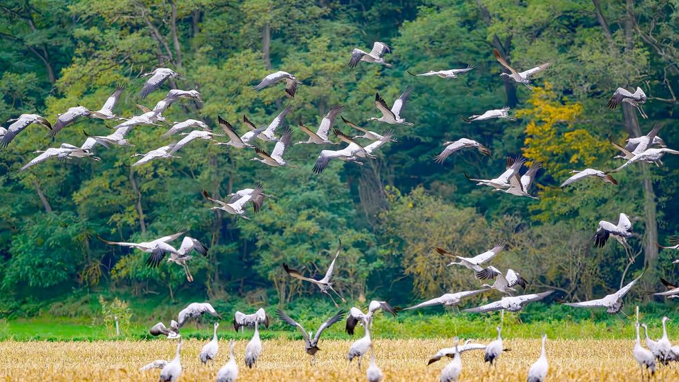 Schätzungsweise 400.000 Kraniche fliegen laut Nabu über mehrere Wochen hinweg über ganz Deutschland. (Archivbild) Foto: Patrick Pleul