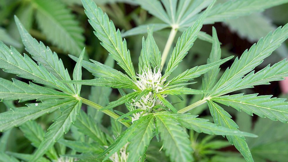 Eine illegale Cannabisplantage wurde im März 2024 in Weener entdeckt. Foto: Pixabay