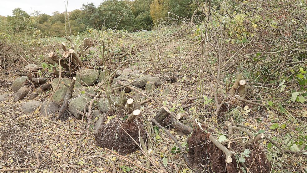 Einsatzkräfte entfernten bei der Spurensuche auch ein Gebüsch neben einem Tümpel. Foto: Bernd Wüstneck