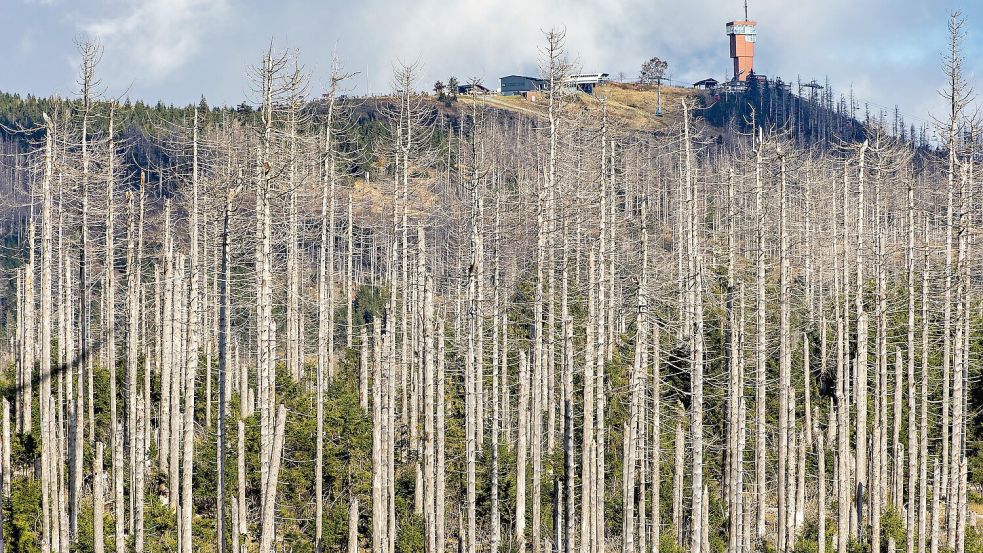 Diese Fichten auf dem niedersächsischen Wurmberg sind der Dürre zum Opfer gefallen. Foto: IMAGO/Frank Drechsler