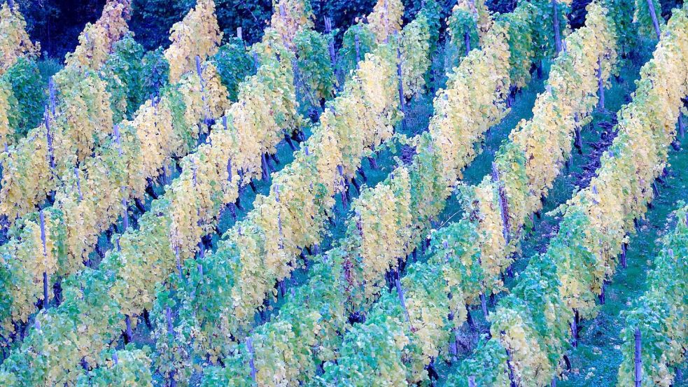 In der neuen Woche kann es in Deutschland zunehmend nass werden. Foto: Thomas Banneyer