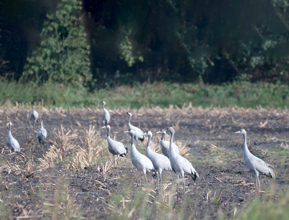 Diese Kraniche waren im Bereich Burlage-Bockhorst unterwegs. Foto: Heiner Lohmann