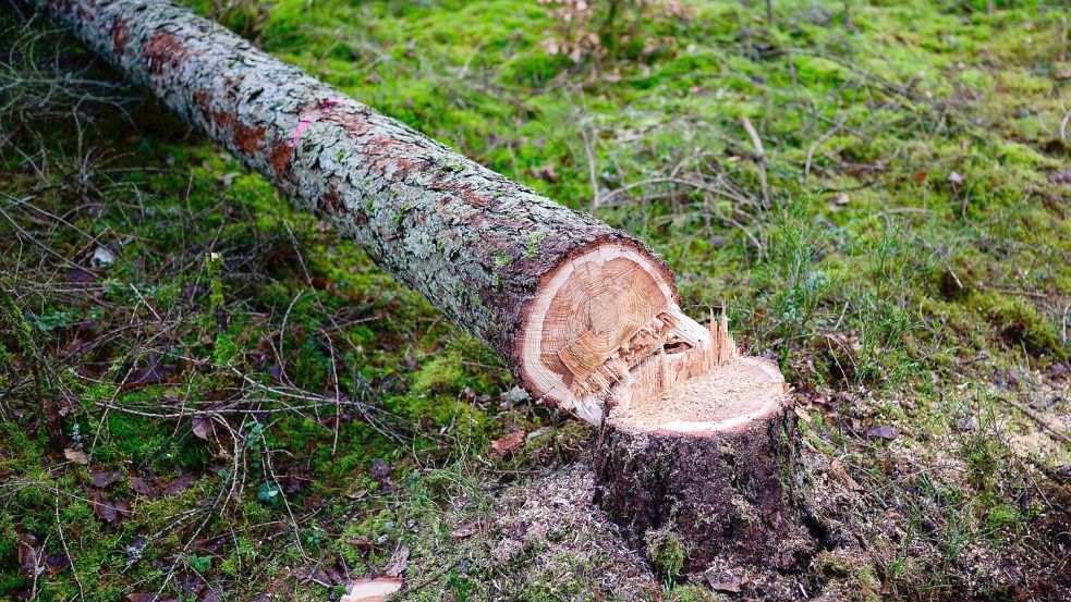 Manche würden die EU-Entwaldungsverordnung gerne zum Fallen bringen. (Symbolbild) Foto: Philipp Schulze