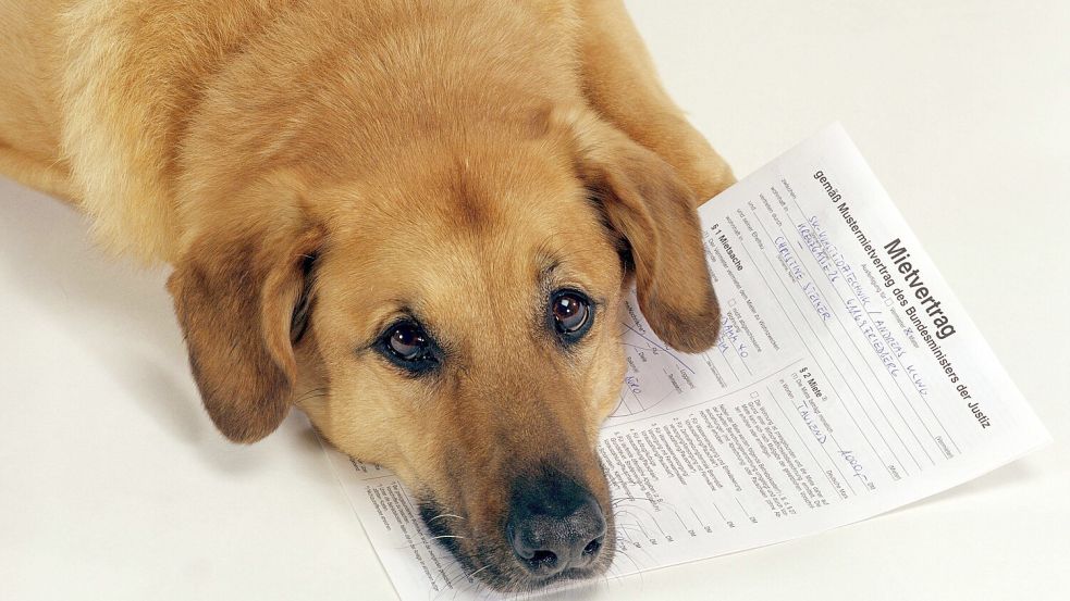 Wer mit Haustier auf der Suche nach einer Wohnung zur Miete ist, könnte so manches Mal vor einer Herausforderung stehen. Denn der Vermieter darf Mieter mit Hund ablehnen. Foto: imago images/imagebroker
