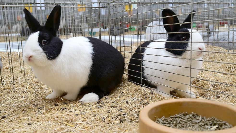 Auch Kaninchen der Rasse Holländer schwarz-weiß werden in Ihrhove ausgestellt. Foto: Kreisverband der Rassekaninchenzüchter Ostfriesland