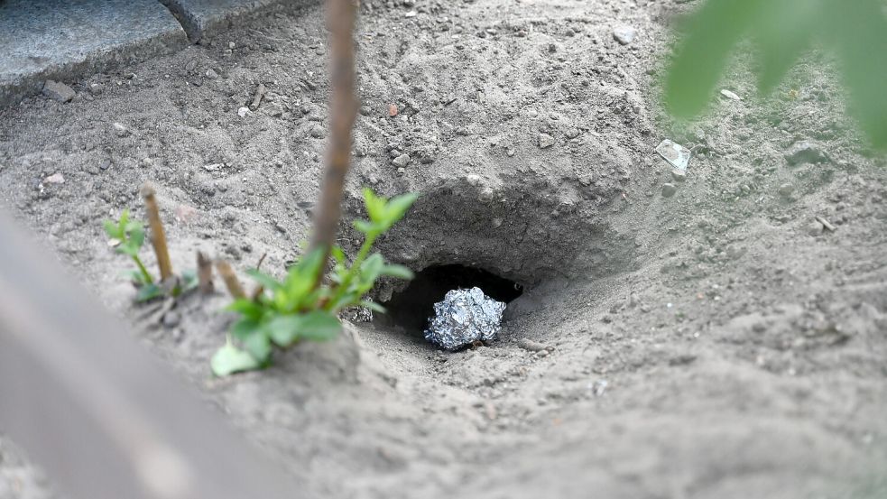 Das Loch einer Ratte: Die Tiere siedeln sich gern in der Nähe von Müllplätzen und im Gebüsch an. Foto: Michael Brandt/dpa