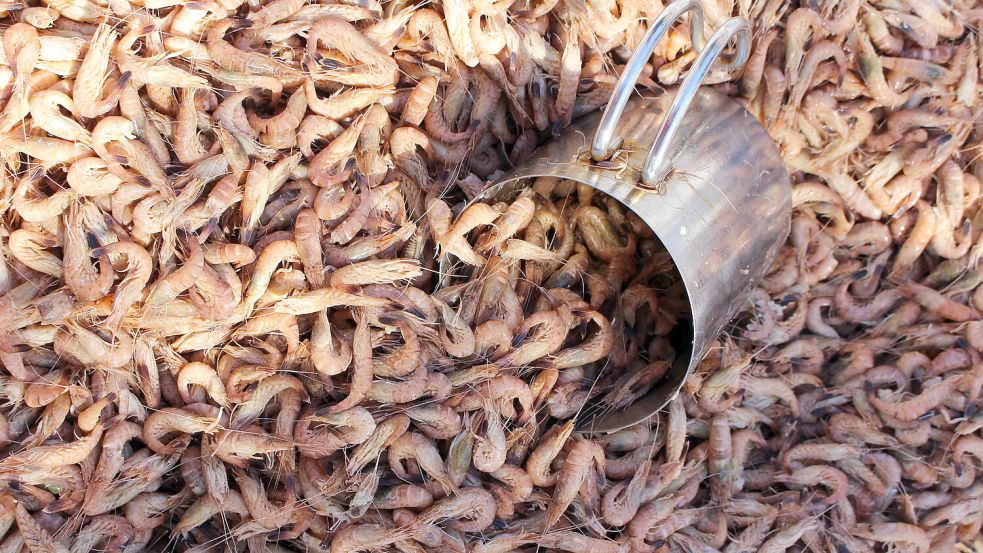 Zuletzt kosteten Krabbenbrötchen ein kleines Vermögen. Das sollte sich nun mittelfristig ändern. Foto: Archiv