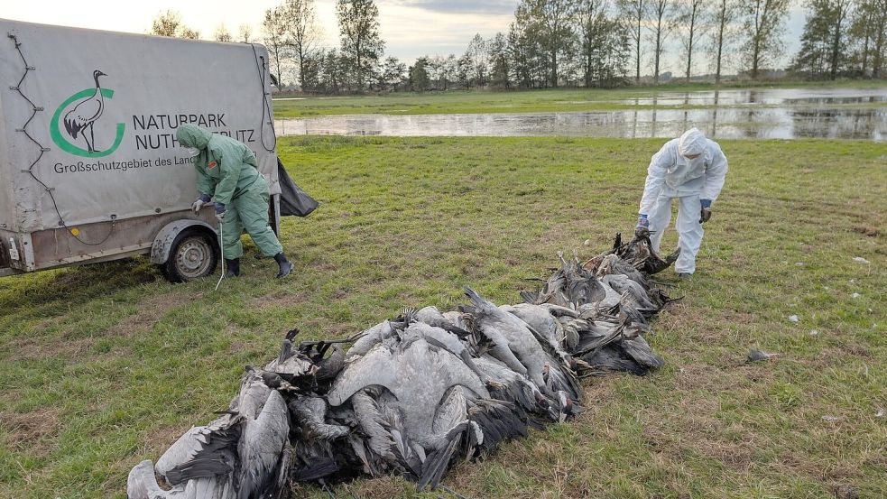 In den deutschen Rastgebieten der Kraniche sterben derzeit viele Tiere an der Vogelgrippe. Foto: Nobert Schneeweiß/Artenkompetenz