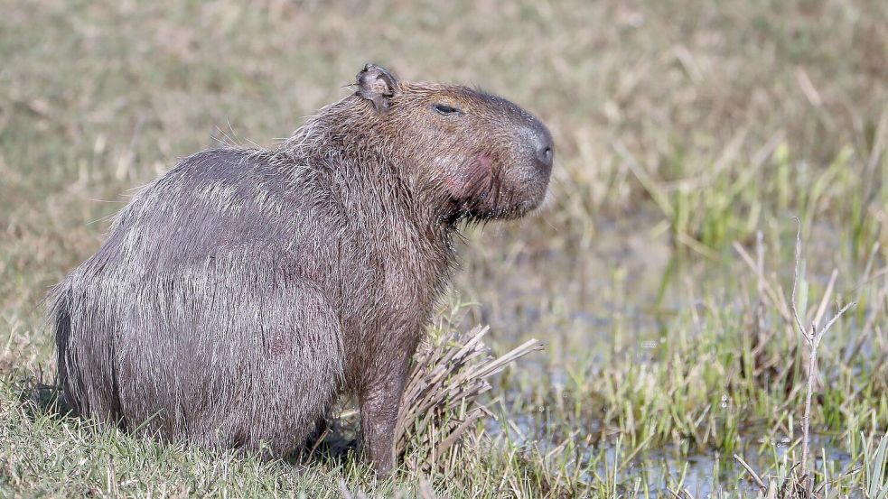 Capybara und andere Wildtiere wurden bei der Operation beschlagnahmt. (Archivbild) Foto: Erik S. Lesser