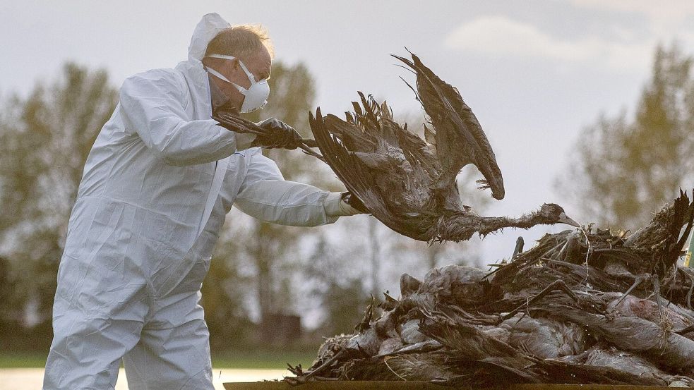 Die auch als Vogelgrippe bezeichnete Geflügelpest hat sich mittlerweile fast über ganz Deutschland ausgebreitet. In Brandenburg mussten unter anderem bereits Kraniche getötet werden. Foto: dpa/Christophe Gateau