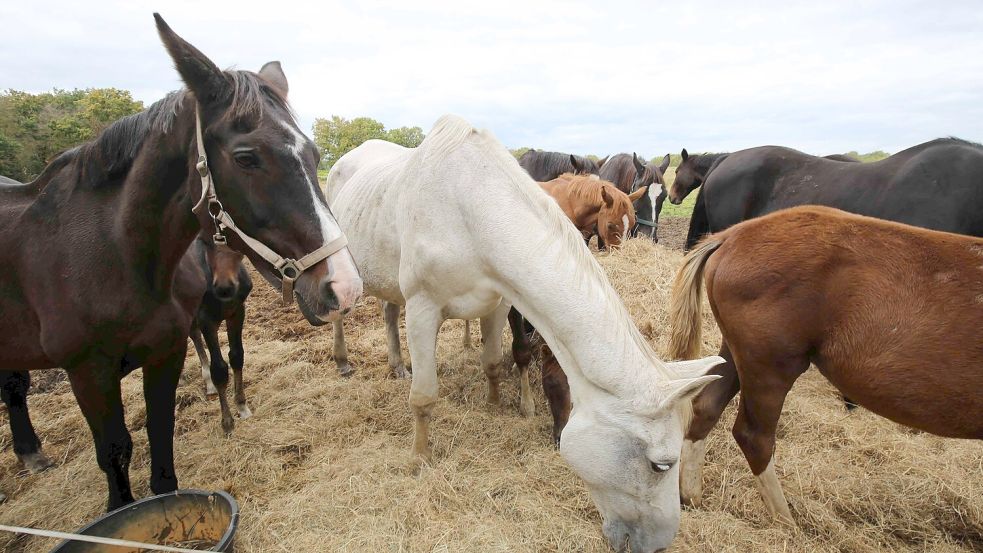 In diesem Zustand wurden die Pferde von Maike Schmidt (Name von der Redaktion geändert) im Oktober 2024 in Zwischenbergen entdeckt. Spaziergänger hatten aus Mitleid einen Futterballen auf der kargen Binsenwiese verteilt. Auch Wasser war für die Tiere nicht verfügbar. Foto: Nicole Böning