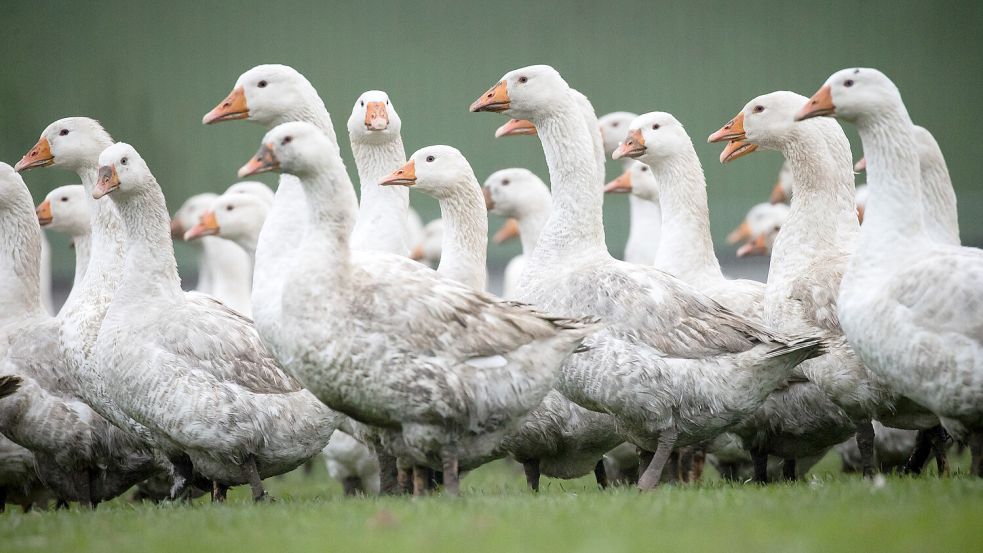 Freilandgänse auf einer Wiese: Im Landkreis Emsland gilt seit 28. Oktober Stallpflicht. Hühner, Puten, Enten und Gänse aus Nutztierhaltungen dürfen wegen der Geflügelpest bis auf weiteres nicht mehr ins Freie. Foto: Christian Charisius/dpa