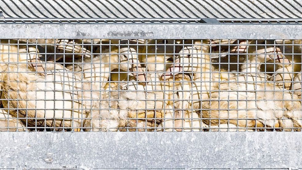 Die Geflügelpest breitet sich weiter aus. Tausende Tiere müssen getötet werden. Symbolfoto: dpa