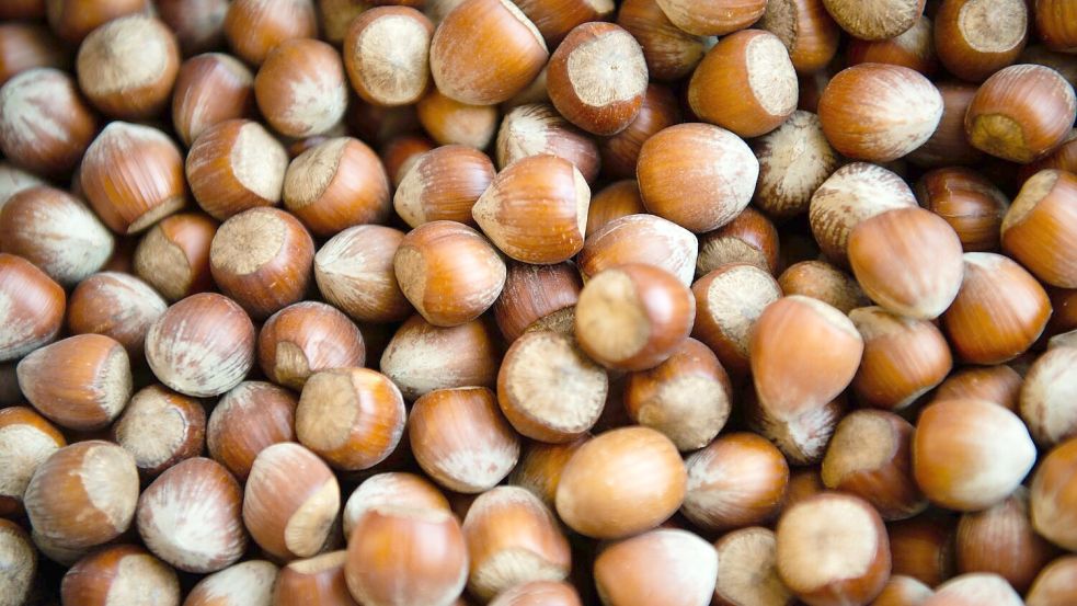 Die Haselsnussernte ist in Italien so schlecht ausgefallen wie seit Jahrzehnten nicht mehr. (Archivbild) Foto: Lisa Ducret