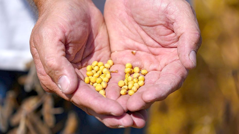 Sojabohnen-Farmer in den USA hatten die ausbleibenden Käufe aus China beklagt. Foto: Michael Conroy/AP/dpa