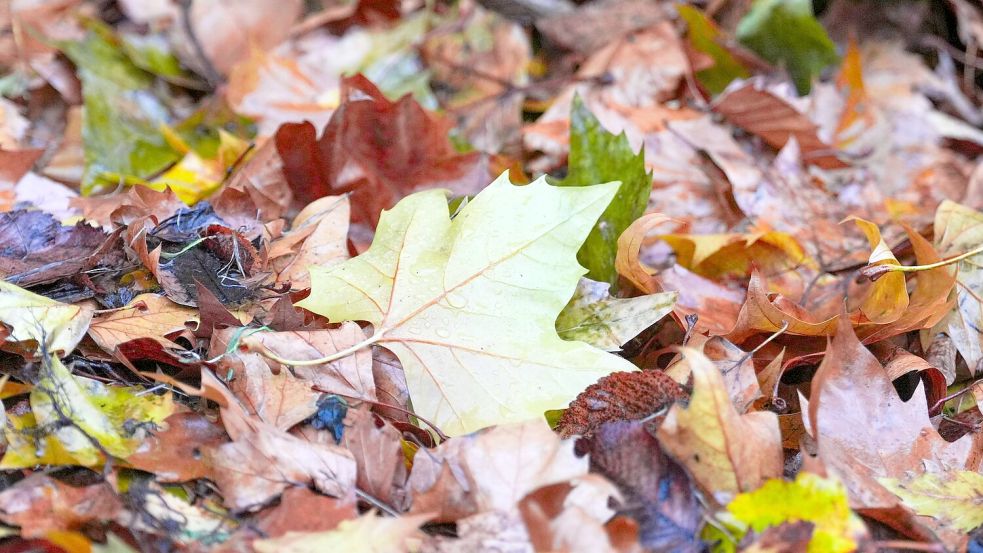 Der „Goldene Herbst“ kam kaum zum Vorschein - die Sonne schien deutlich zu wenig. Foto: Soeren Stache/dpa