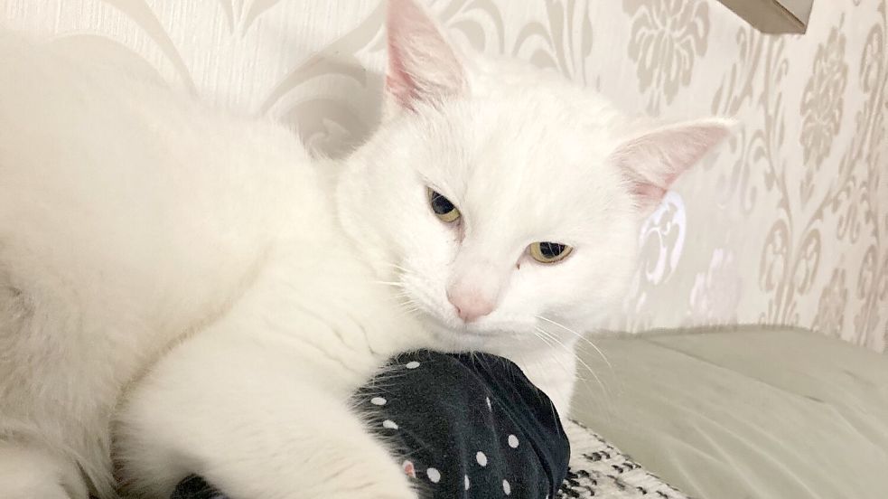 „Mein Mädchen“ nannte Barbara Krause ihre Katze „Fee“. Foto: privat