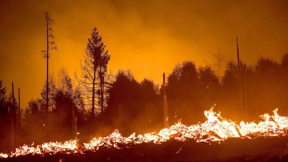 Die Waldbrandgefahr steigt mit dem Klimawandel, da Dürren häufiger werden. (Illustration) Foto: picture alliance/dpa