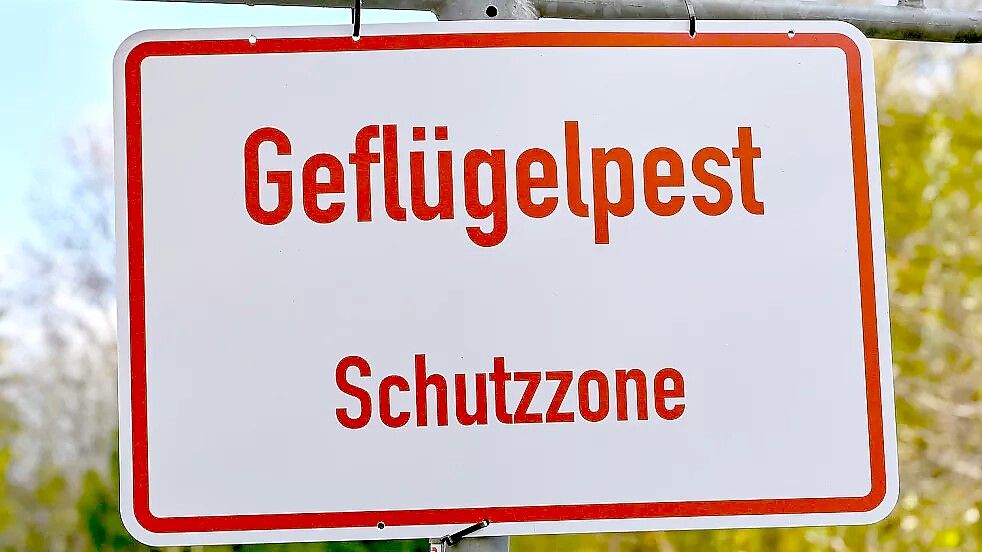 Die Geflügelpest breitet sich weiter aus. Symbolfoto: DPA