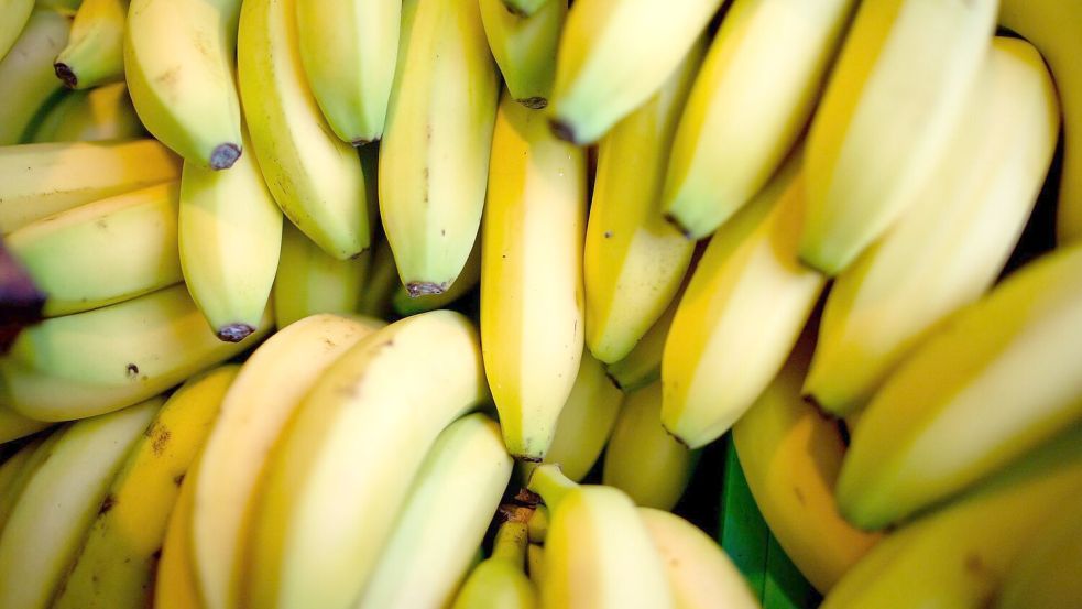Nach einer Beschwerde beim Discounter Aldi haben Bananenarbeiter in Costa Rica Entschädigungszahlungen erhalten. (Symbolbild) Foto: Daniel Karmann