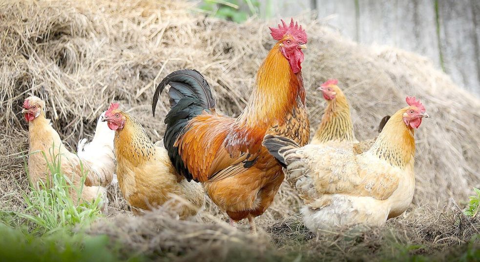 Hühner können sich mit der Vogelgrippe infizieren. Foto: pixabay