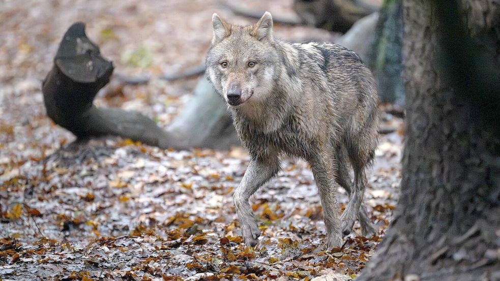 Der Abschuss von Wölfen in Deutschland soll einfacher werden. Foto: Sina Schuldt