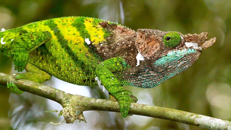 Das Chamäleon von O’Shaughnessy lebt nur in Madagaskar. Foto: Ricardo Rocha/Universität Oxford