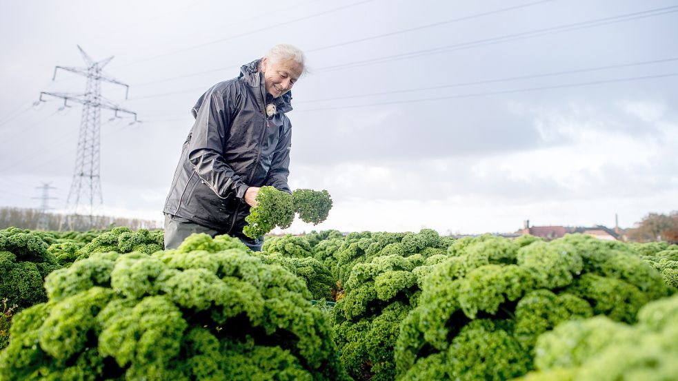 In Niedersachsen beginnt im November die Grünkohlernte. Foto: Hauke-Christian Dittrich/dpa