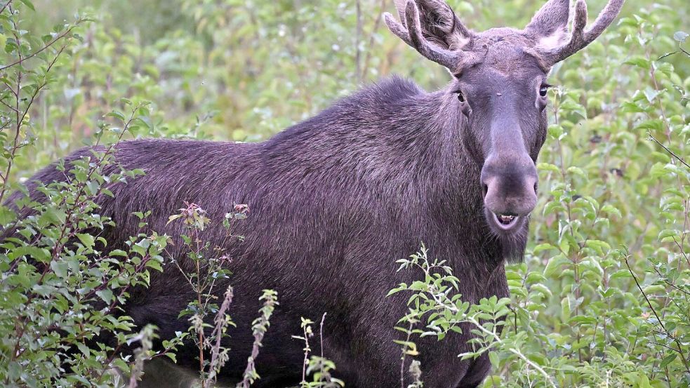 Elch Emil war im Sommer auf Wanderschaft durch Österreich. Auch im Osten Deutschlands werden immer wieder Elche gesichtet. (Archivbild) Foto: Helmut Fohringer