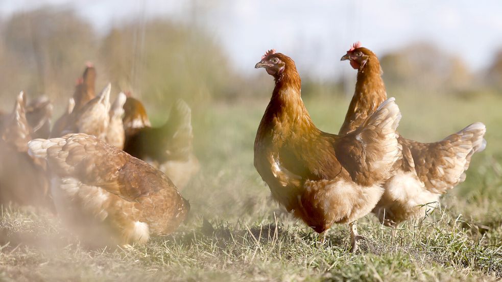 Hühner in Freilandhaltung sieht man in Norddeutschland aktuell selten. Grund sind Stallpflichten für Geflügel aufgrund der grassierenden Vogelgrippe. Foto: IMAGO/Panama Pictures