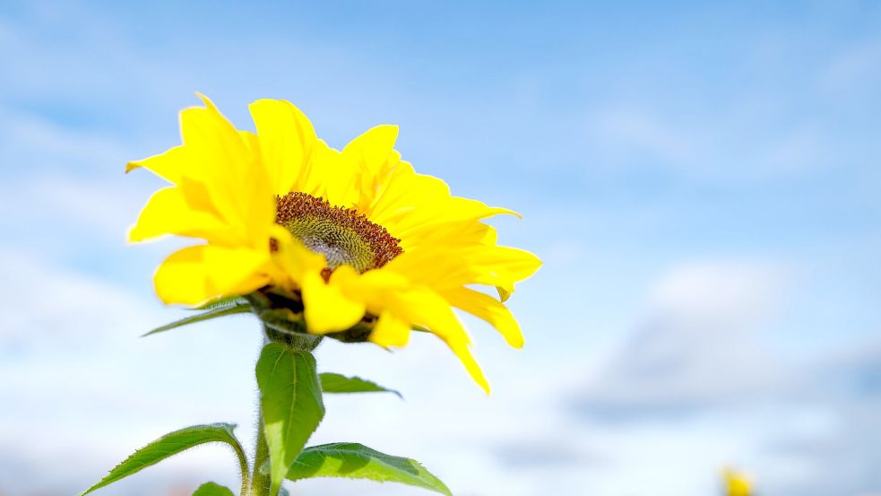 Besonders der Süden profitiert von der Wetterlage. Foto: Uwe Anspach
