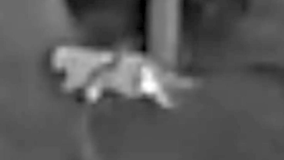 Die Schwarz-Weiß-Aufnahmen des Jägers zeigen die vermeintliche Großkatze. Foto: Privat/VG Altenahr/dpa