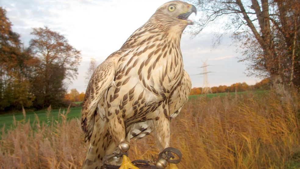 Der Habicht war während des Sturms am 24. Oktober 2025 entflogen. Jetzt hat Falkner Andreas Neumann den Greifvogel wiedergefunden. Foto: Andreas Neumann