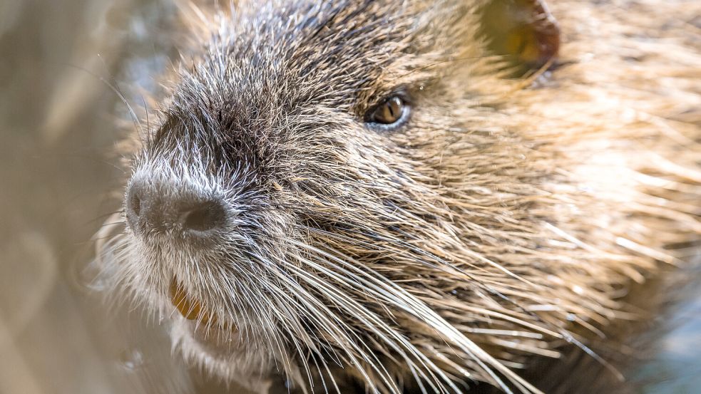 Auf den ersten Blick harmlos – doch ihre Gänge unterhöhlen Böschungen: Nutrias bedrohen im Landkreis Osnabrück den Hochwasserschutz. Das Bild zeigt eine Nutria - auch Biberratte genannt - an einem Fluss im Spreewald. Foto: dpa/Frank Hammerschmidt