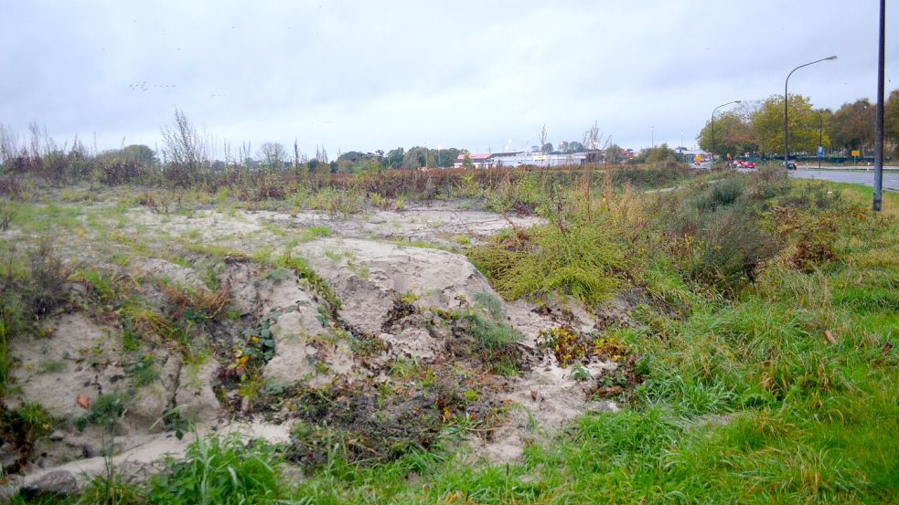 Auf dem Sandberg neben der Ledabrücke, die durch einen Neubau ersetzt werden soll, grünt bereits Wildwuchs. An der Baustelle tut sich nichts. Das hat Gründe. Doch die haben nichts mit dem Gerücht zu tun, dass womöglich die falsche Sorte Sand dort aufgeschüttet worden ist. Foto: Astrid Fertig