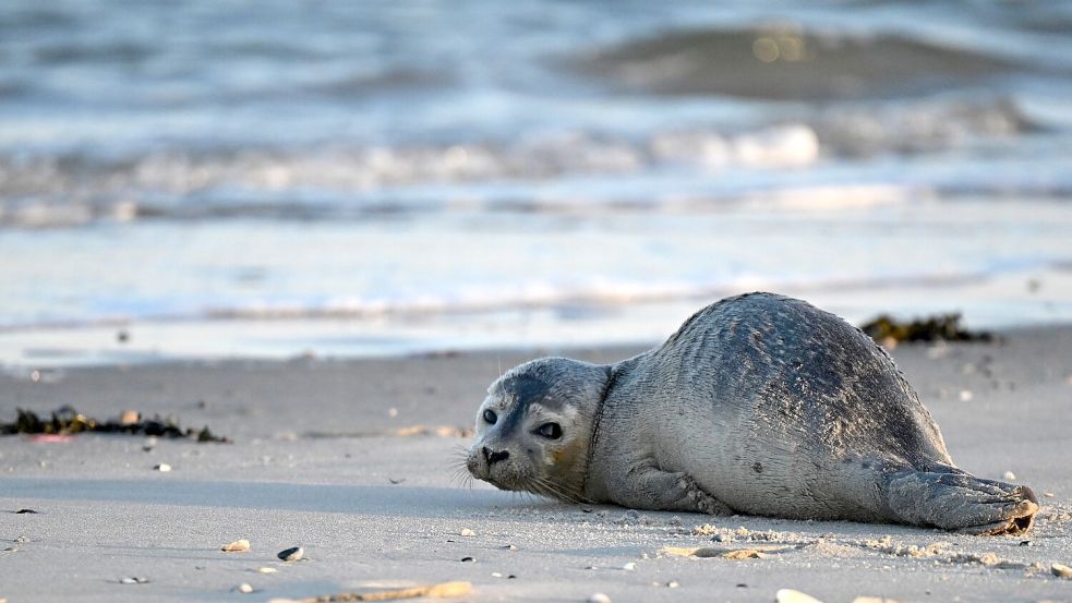 Seehunde zählen zu den größten Meeresraubtieren im Wattenmeer. (Archivbild) Foto: Federico Gambarini