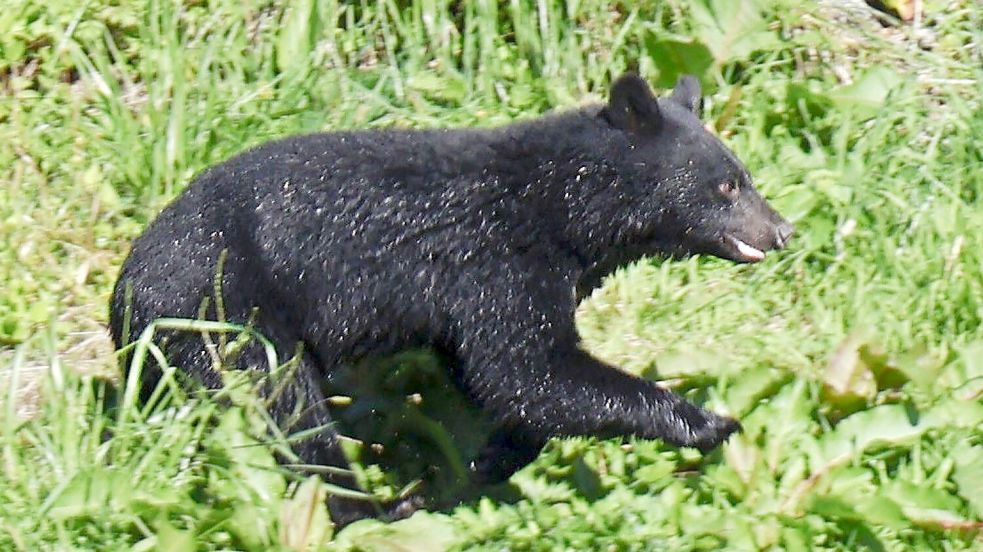 Immer mehr Menschen werden in Japan von Bären angegriffen. (Archivbild) Foto: Uncredited/kyodo/dpa
