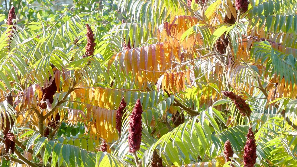 So schön färben sich die Blätter des Essigbaumes im Herbst. Dieses Naturschauspiel ist für die Bäume überlebensnotwendig. Auch die herabfallenden Blätter können im Ökosystem Garten wichtige Funktionen übernehmen. Foto: Karin Berends-Lüürßen
