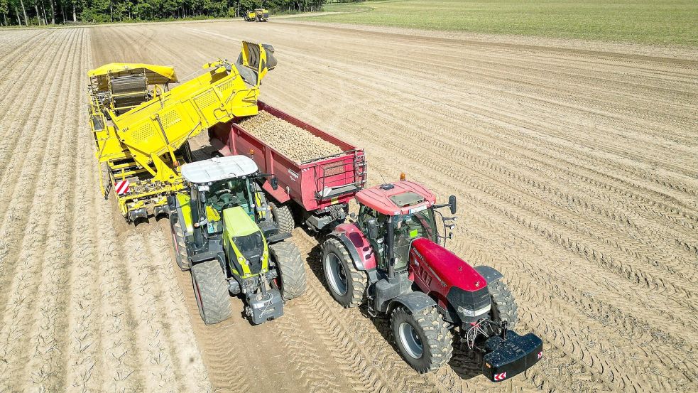Die Kartoffelbauern haben in diesem Jahr eine sehr gute Ernte eingefahren - es sind sogar zu viele Kartoffeln, die Preise sind relativ schlecht. (Archivfoto) Foto: Jan Woitas
