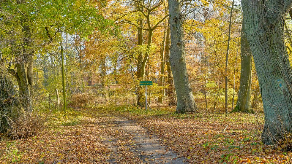 Viele deutsche Wälder sind durch die Folgen des Klimawandels bedroht. Foto: imago/Krauthöfer