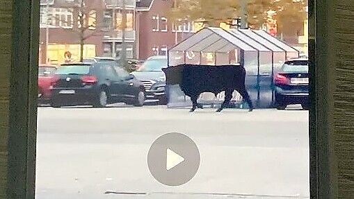 Eine Kuh läuft über den Famila-Parkplatz in Friesoythe: Dieses Video geht im Landkreis Cloppenburg viral. Foto: Max Meyer