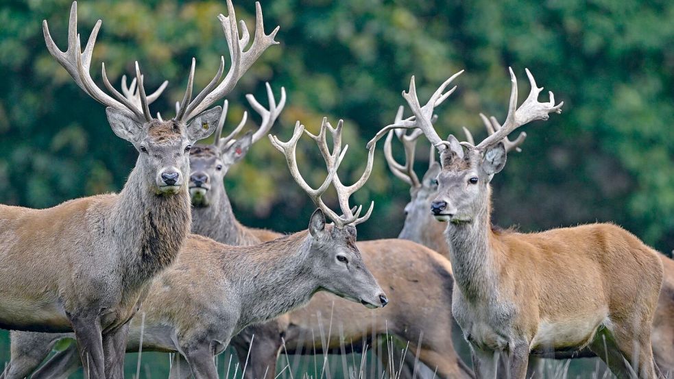 Der Rothirsch ist zum Tier des Jahres 2026 gewählt worden. (Archivbild) Foto: Patrick Pleul