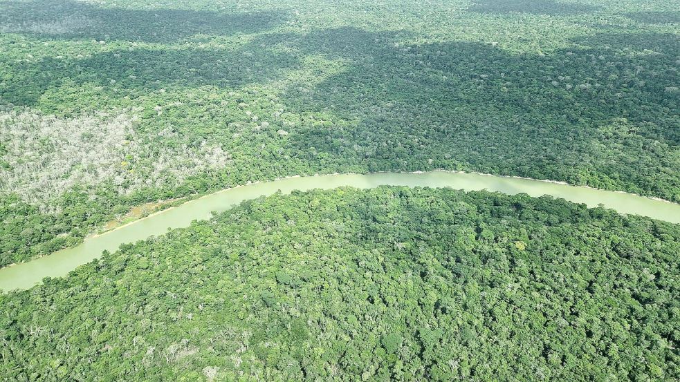 Deutschland gibt viel Geld für einen neuen Tropenwaldfonds. Foto: Larissa Schwedes/dpa