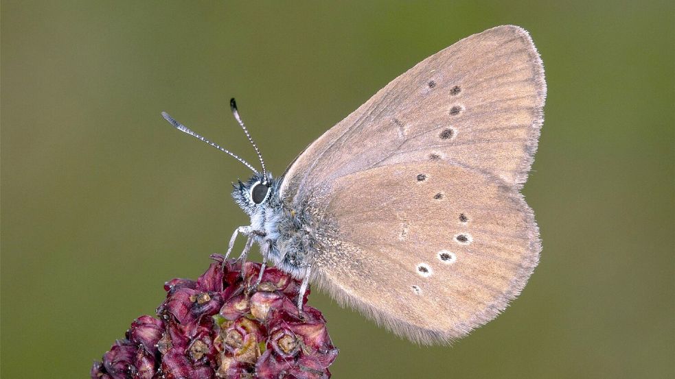 Der Dunkle Wiesenknopf-Ameisenbläuling ist der „Schmetterling des Jahres“ 2026 . Foto: Tim Laussmann/BUND/dpa
