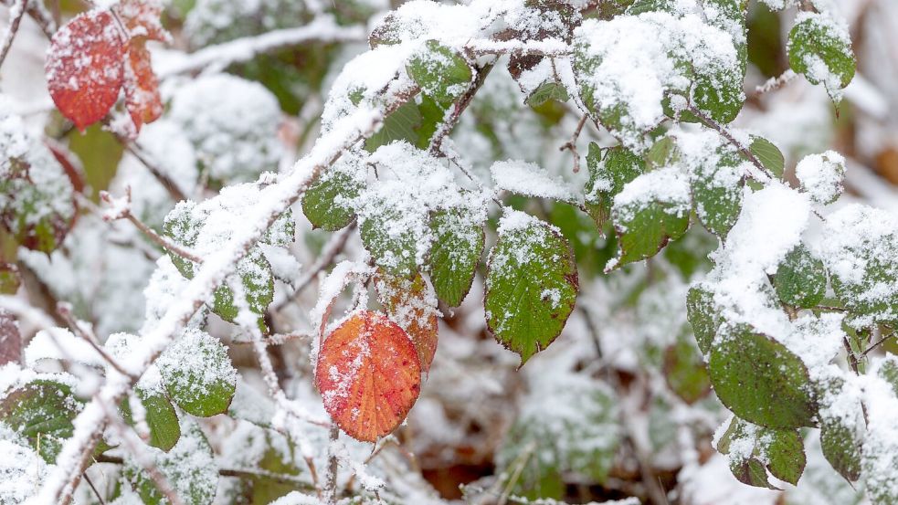 DWD: In den Alpen und im südlichen Vorland sind leichte Schneefälle möglich. Foto: Michael Reichel