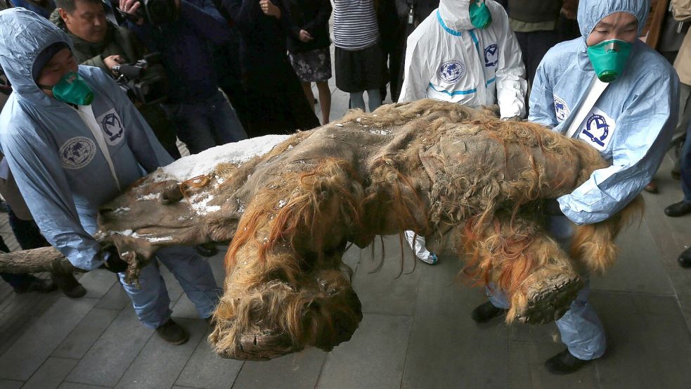 Transport der mumifizierten Überreste des Mammuts „Yuka“. Das bisher am besten erhaltene sibirische Wollmammut wurde 2010 im sibirischen Permafrost entdeckt. Foto: IMAGO/ITAR-TASS